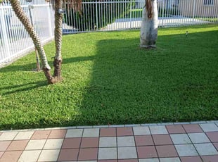 Ian R.'s turf care service result