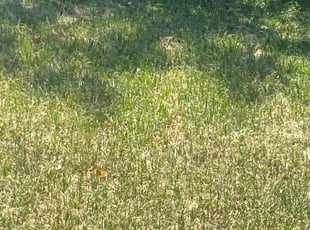 Jeremy H.'s grass cutting service result