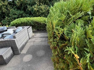 Judith R.'s Bush Trimming service result