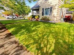 Andrew M.'s grass cutting service result