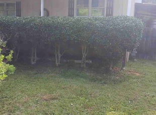 Michael B.'s Bush Trimming service result