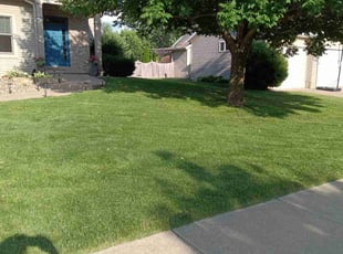 Shanaaz P.'s lawn maintenance service result