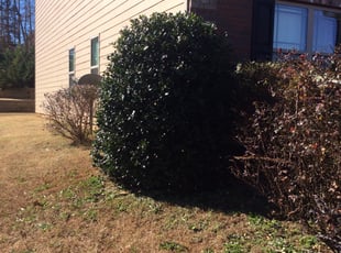 Earline G.'s Bush Trimming service result