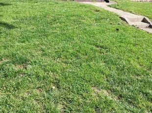 Jodi J.'s lawn care service result