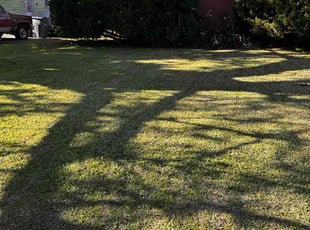 Ammad C.'s lawn care services service result