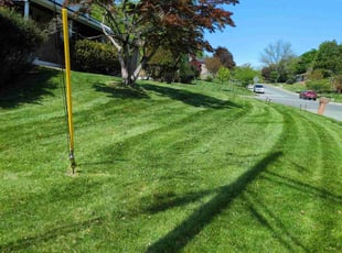 Tina C.'s lawn maintenance service result