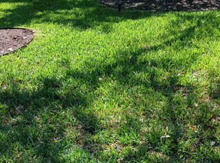 Virginia D.'s lawn care service result