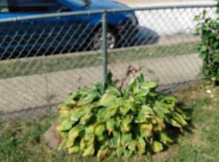 James J.'s Bush Trimming service result