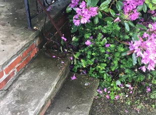 Joanna P.'s Bush Trimming service result