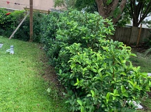 Rene N.'s Bush Trimming service result