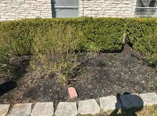 Angelique D.'s Flower Bed Weeding service result