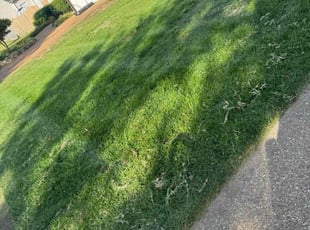 Edward K.'s grass maintenance service result