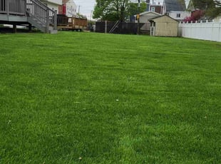 Patricia C.'s yard service service result