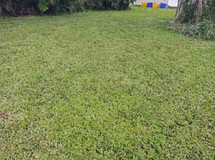 Kathleen K.'s lawn service service result