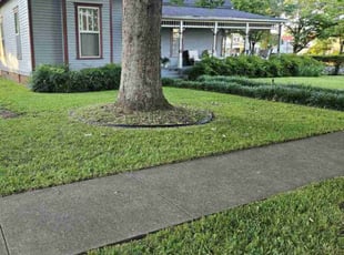 Candy S.'s turf care service result