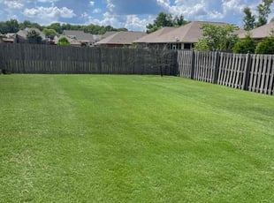 Carol P.'s turf care service result
