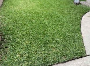 Quashima R.'s turf care service result