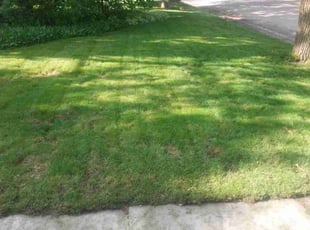 Matias J.'s lawn maintenance service result