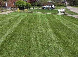 Barbara F.'s grass cutting service result