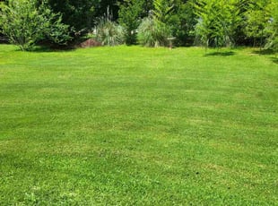 Whitney P.'s lawn care service result