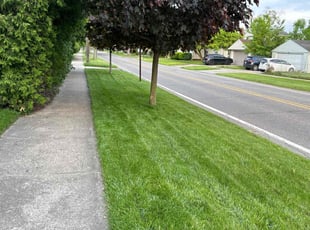 Princr O.'s lawn care service result