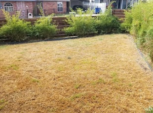 Mike M.'s Bush Trimming service result