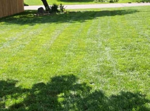 Sally M.'s grass maintenance service result