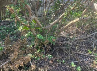 Gloria S.'s Bush Trimming service result