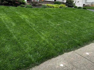 Tesha S.'s lawn care service result