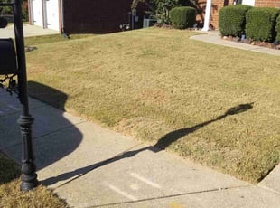 Ron B.'s grass maintenance service result