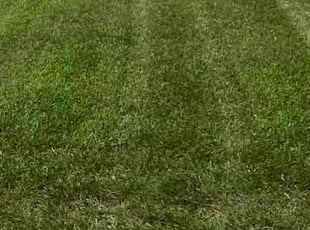 Steve T.'s lawn maintenance service result
