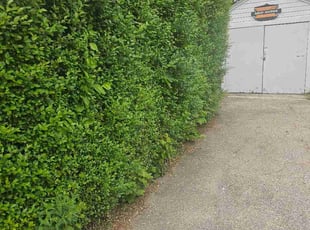 Susan K.'s Bush Trimming service result