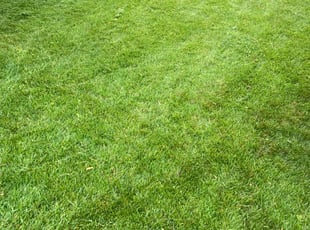 Ryker N.'s grass maintenance service result