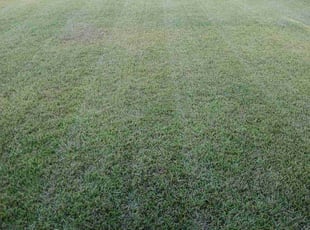 Blake S.'s lawn maintenance service result