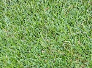 Peter S.'s grass cutting service result