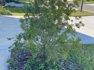 Megan R.'s turf maintenance service result