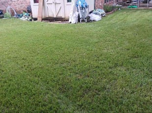 Audrey M.'s lawn care service result