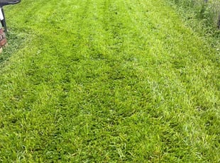 Brenda F.'s lawn care services service result