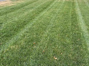Ashae O.'s grass cutting service result