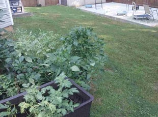 Richard R.'s grass cutting service result