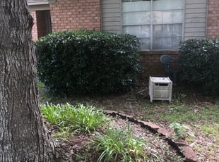 Thomas R.'s Bush Trimming service result