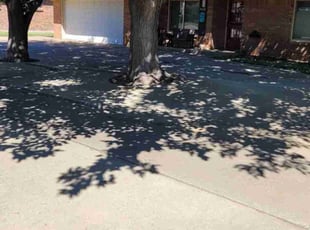 Daniel W.'s grass maintenance service result