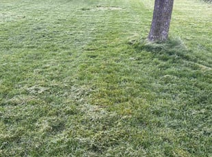 Victor T.'s lawn maintenance service result