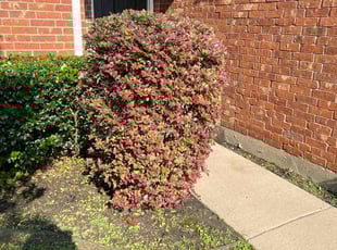 Anne M.'s Bush Trimming service result