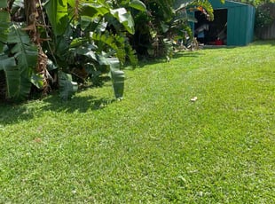 Marsha D.'s turf care service result