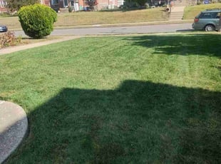 Donna T.'s turf care service result