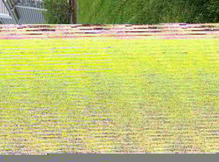 Terri B.'s turf care service result