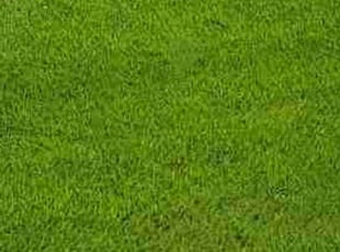 Lav G.'s turf care service result