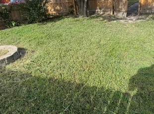 Morgan M.'s grass maintenance service result