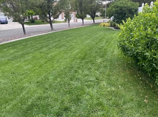 Nicole M.'s grass cutting service result